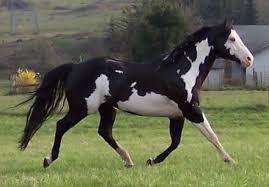 Black And White Paint Horses For Sale In Colorado Pin On Beautiful Horses