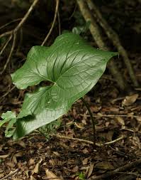 Image result for Stylochaeton