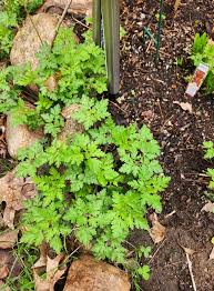 Image result for Combretum mossambicense