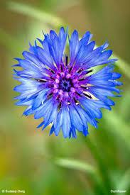 Need to send flowers to germany from the other part of the world? 42 Mecklenburg Germany Ideas Schwerin Germany Oktoberfest Woman