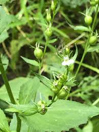 Image result for Lobelia thermalis