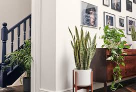 Living in a small apartment and being a gardening enthusiast were once mutually exclusive. 10 Best Indoor Plants Patch