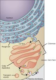 Visit our website for more information about our services or to speak to an expert. 4 4 The Endomembrane System And Proteins Biology Libretexts