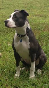 American Pitbull Terrier Black And White Pin On Dogg S