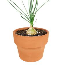 Image result for Albuca