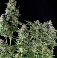 Northern lights auto outdoor grow. Northern Lights Sorteninformationen Cannaconnection Com