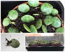 Pin On Houseplants