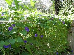 813 likes · 7 talking about this · 160 were here. Blue Purple Morning Glories On Chain Link Fence Photos On Cazort Net
