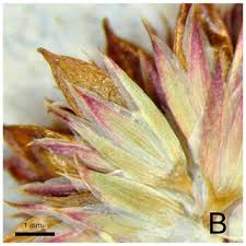 Image result for Juncus oxycarpus