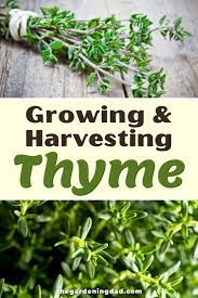 3 Easy Tips How To Grow Thyme From Seed The Gardening Dad In 2021 Growing Organic Herbs Growing Herbs Indoors Growing Herbs In Pots