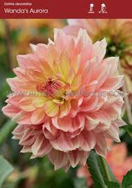 DAHLIA DECORATIVE WANDAS AURORA I (15 LOOSE P.OPEN TOP BOX) | Rotex  Flowerbulbs BV