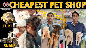 I didn't buy a puppy from you because you stopped me and asked all the right questions. Cheapest Dog Pet Shop Buy Pets Online Ashif Pet Shop Dogs Cats Iguana Snake Youtube