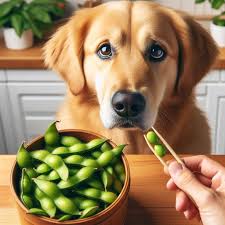 Can Dogs Eat Edamame? - PetEveryday