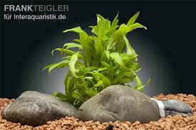 In its native land, the beginners may think that the cryptocoryne wendtii has died off but after some time the plant will. Cryptocoryne Wendtii Broad Leaf In Vitro Portion Aquariumpflanzen Bundpflanzen Topfe