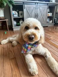 Laurie Pinto (@lauriepinto5) Twitter Tweets &bull; TwiCopy