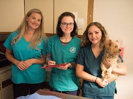 Afford a care pet hospital. Vet In Smyrna De Duck Creek Animal Hospital