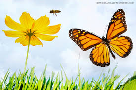 We did not find results for: Save Bees Butterflies A Look At Why Our Garden Friends Are In Trouble How To Help Botanical Paperworks