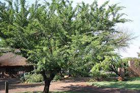 Image result for Acacia exuvialis