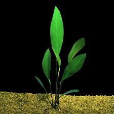 Image result for Lannea barteri