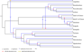 Image result for Buchnera capitata