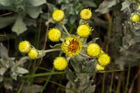 Image result for Helichrysum buchananii