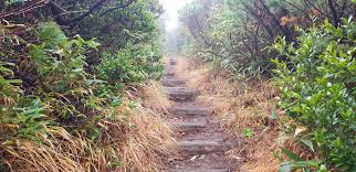 Image result for Hakkoda Walk