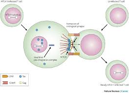 Image result for HTLV1