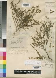 Image result for Seddera