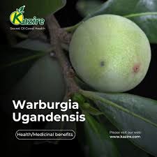 Image result for Warburgia ugandensis