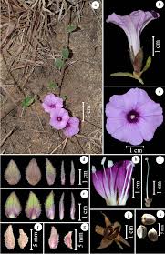 Image result for Ipomoea tenuipes
