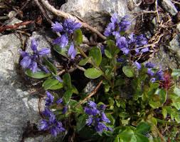 Image result for Polygala dewevrei