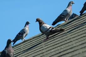 Registreer je hier en maak deel van onze community. Ultrasone Verjaging Van Vogels Hoe Werkt Dat Nulli