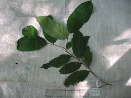 Image result for Maranthes