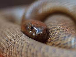 How Deadly Are Australia S Animals Britannica