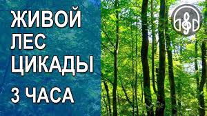 успокаивающая гипнотическая музыка для сна и лечения нервов скачать Zvuki Zhivoj Prirody Skachat Besplatno Book Cover Books Novelty Sign