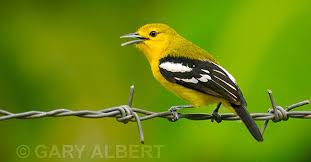 Ada banyak jenis burung cipoh yang dijual di pasaran, yang paling banyak diincar di antaranya seperti cipoh kacat, cipoh besar, cipoh ekor putih dan cipoh jantung. Burung Sirtu Cipoh Burung Hobi