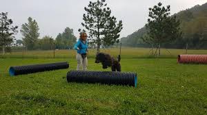 Falls du direkt zu einem der drei spiele springen magst, sind hier die zeitmarken aus dem video ich wünsche dir und deinem hund ganz viel freude dabei. 33 Hunde Spiele Fur Drinnen Draussen Die Dein Hund Lieben Wird