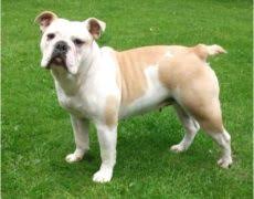 Unfortunately, victorian bulldogs not yet recognized by any major kennel club, so they do not have a traditional breed classification. Victorian Bulldog Info Temperament Training Diet Puppies Pictures