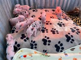 Maybe you would like to learn more about one of these? Mini Pigs For Sale Lil Smokies Julianas