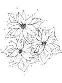 Poinsettia coloring pages for kids online. Mistletoe And Poinsettia Coloring Pages