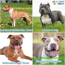 Pit bull is a term used in the united states for a type of dog descended from bulldogs and terriers, while in other countries such as the united kingdom the term is used as an abbreviation of the american pit bull terrier breed. Pit Bull Is Not A Dog Breed All These Dogs Are Called Pit Bulls They All Have Wide Mouths And Small Eyes But Pay Attention To The Body Shape And Adoptdontshop