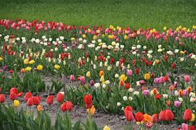 Check spelling or type a new query. Unsere Tulpen Blumenfeld Langediers