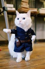 Pin By Senay Dogan On Gatos Funny Cat Pictures Cat Halloween Costume Pet Kittens In Costumes