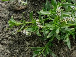 Image result for Heliotropium lineare