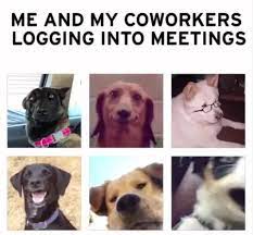 Zoom memes are everywhere now, and social media is full of people screencapping their zoom conferences with accompanying hashtags like #unity, #isolation, and #coronavirussucks. Here Are Some Zoom Memes To Laugh At While Your Mic Is Muted 30 Memes Meetings Humor Work Humor Memes