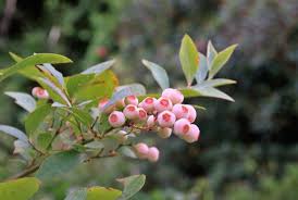 Image result for Vaccinium stanleyi