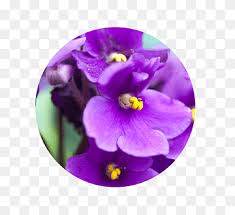 This plant was hybridized by s. African Violet Sweet Violet Houseplant Gardening Plant Purple Violet Color Png Pngwing