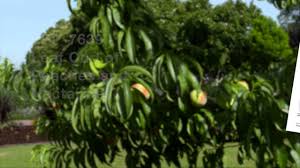 We did not find results for: Common Fruit Tree Diseases Youtube
