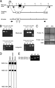 Get information, directions, products, services, phone numbers, and reviews on thompson liston associates in boylston, undefined discover more engineering services companies in boylston on manta.com. Mitochondrial Dysfunction And Increased Reactive Oxygen Species Impair Insulin Secretion In Sphingomyelin Synthase 1 Null Mice Journal Of Biological Chemistry