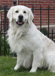 English golden retriever puppies utah. Double B Goldens Official Website Double B Goldens White Golden Retrievers
